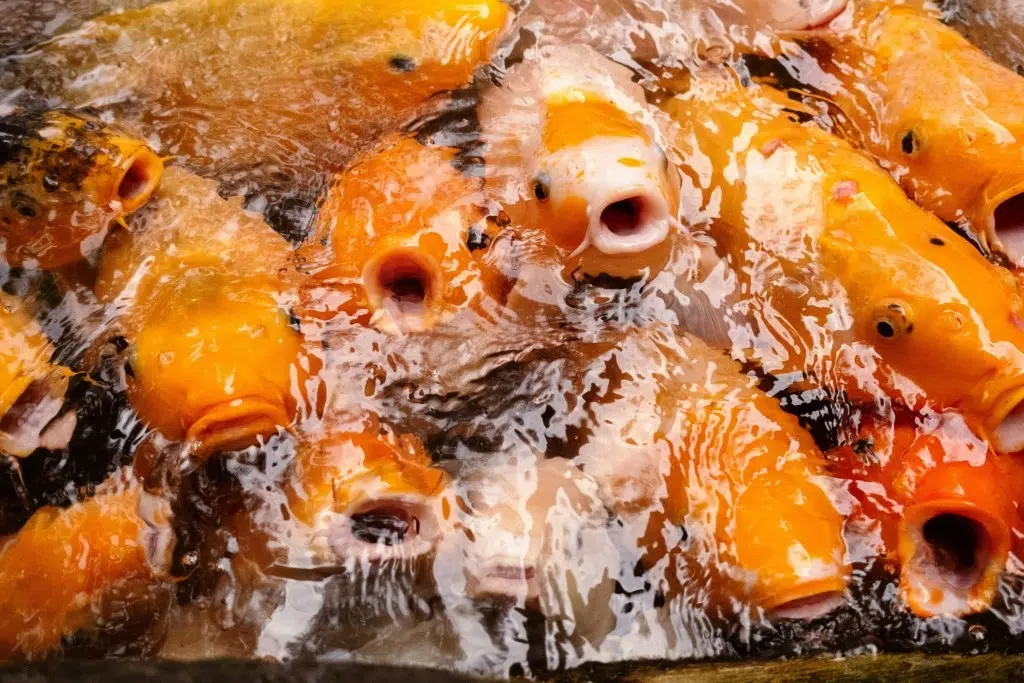 10 Creative Ways to Enjoy Calamariere Beyond the Traditional Recipe