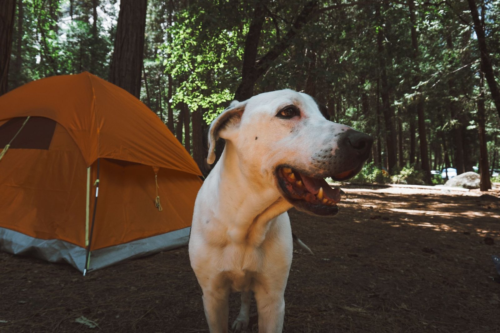 Central Park Camping Guide 2026: How to Pitch a Tent in NYC’s Green Heart